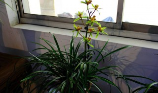 蕙兰花谢了（蕙兰花谢了 怎么处理）