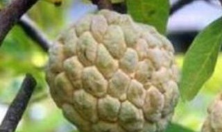 释迦果好种植吗 释迦果的种植前景如何