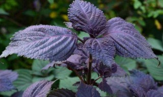 紫苏种子怎么种植方法 紫苏种子怎么种植方法图解