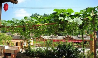 屋后不能种什么树 屋后不能种什么树、可以种桂花树吗?