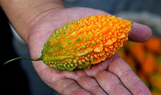 金癞瓜的种植方法和时间（金癞瓜什么时候种植）