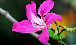 香港的区花是什么花 香港的区花是什么花图片