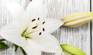 百合花怎么养 百合花怎么养 水养