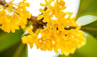 桂花树移栽方法和注意事项（桂花树移栽方法和注意事项视频）