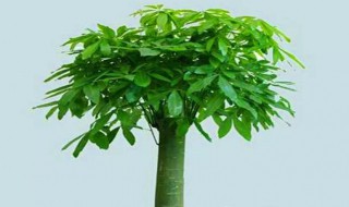 招财棍怎样养（招财棍怎样养开花）