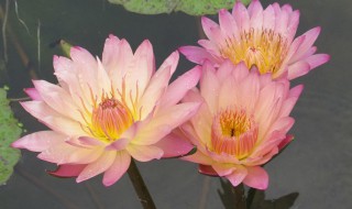 香水小叶莲花怎么养（香水小叶莲花怎么养护）