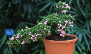 种植杜鹃花的小妙招（种植杜鹃花的小妙招图片）