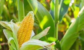 玉米除草剂使用注意事项 玉米田除草剂使用注意事项