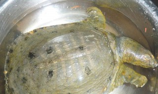 杀鳖的正确方法 杀鳖的正确方法图解