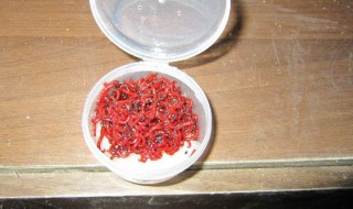 红虫保存最简单的方法 冬天红虫保存最简单的方法