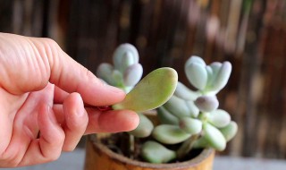 多肉布丁的养殖方法和注意事项 多肉植物布丁怎么养