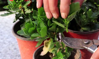 给花施肥的正确方法（给花施肥用什么最简单方法）