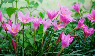葱兰种球种植方法（葱兰种球种植方法图解）