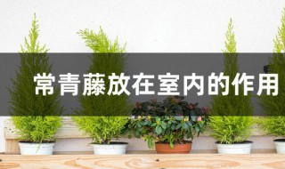 常青藤放在室内的作用（常青藤放在室内的作用是什么）