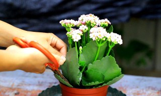 黑发丝植物怎么养 黑发丝植物怎么养能爆盆