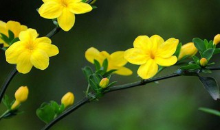 迎春花的作用 迎春花的作用作文
