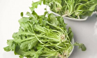 春分种什么菜好（春分节气适合种什么菜）