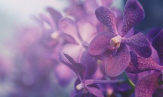 兰花的作用与功效 兰菌王对兰花的作用与功效