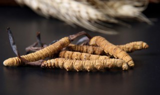 虫草如何清洗 新鲜的虫草怎么洗