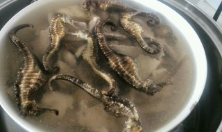 海马如何清洗 海马如何清洗视频