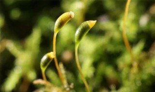 樱花种子怎么破壳发芽（樱花种子怎么催芽）