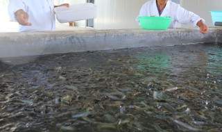室内泥鳅养殖 室内泥鳅养殖技术