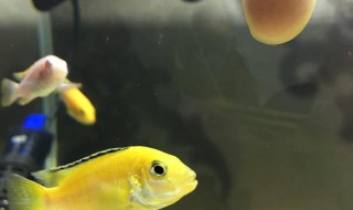 三湖慈鲷多久吐出小鱼 三湖慈鲷多久吐出小鱼