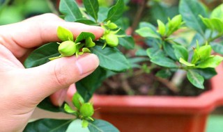 栀子怎么养（栀子花怎么养家庭养法）
