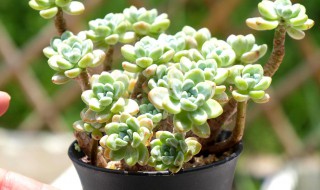 肉肉植物怎么养 多肉植物怎么养才变色