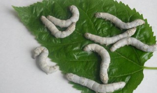蚕卵是什么样的（蚕卵是什么样的?）