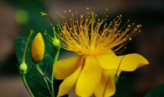 6月份开的花有哪些 6月开的花有哪些?