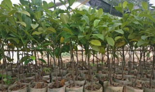 榴莲树苗怎么种植方法（榴莲树苗怎么种植方法图解）