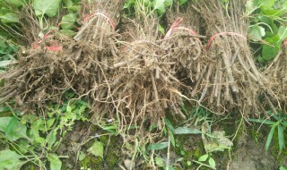 何首乌的种植方法 何首乌的种植方法和用量