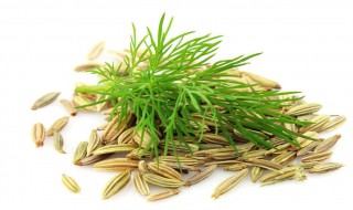 小茴香种子的种植方法（小茴香种子的种植方法视频）