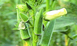 秋葵籽怎么种植方法 秋葵籽怎么种植方法图片