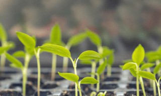 种子种植方法 向日葵种子种植方法