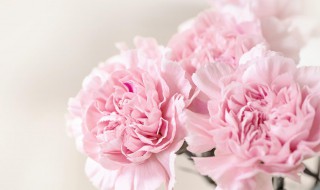 送母亲鲜花送什么花 送母亲鲜花送什么花图片