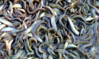 求泥鳅养殖技术 泥鳅的的养殖技术