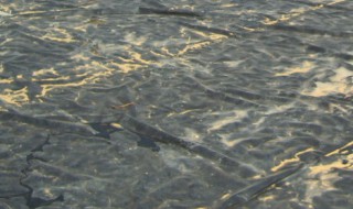 大棚养殖泥鳅技术（大棚养殖泥鳅技术要点）