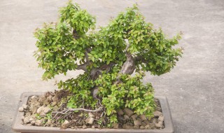 菩提树的养殖方法和注意事项 大叶菩提树的养殖方法和注意事项