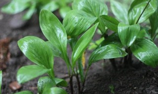 寒葱的种植方法和时间 寒葱的种植时间及管理