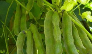狗爪豆的功效与作用（狗爪豆的功效与作用点）