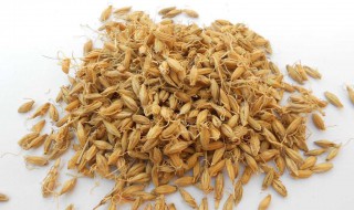 生麦芽泡水喝的功效与作用（生麦芽泡水喝的功效与作用禁忌）
