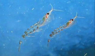 磷虾油的功效与作用 磷虾的功效与作用