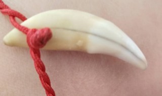 带狗牙有什么禁忌（小孩带狗牙有什么禁忌）