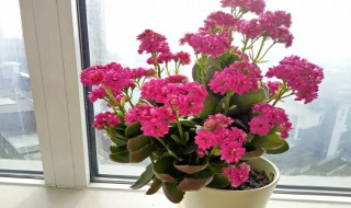 长寿花有没有毒（长寿花花有毒吗?）