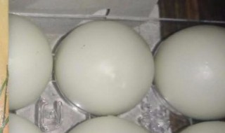 孔圣枕中丹的功效与作用（孔圣枕中丹的功效与作用为啥没有快速恢复好记忆力的）