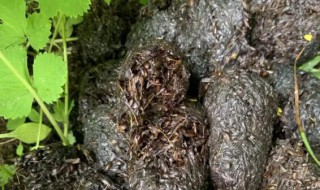 熊胆汁的功效与作用 熊胆汁的功效与作用 止咳