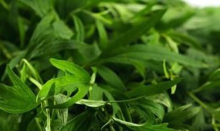 艾草不到端午节可以用吗 艾草必须是端午节,才可以入药吗