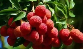 荔枝酒能保存多久才能喝 荔枝泡酒能保存多久